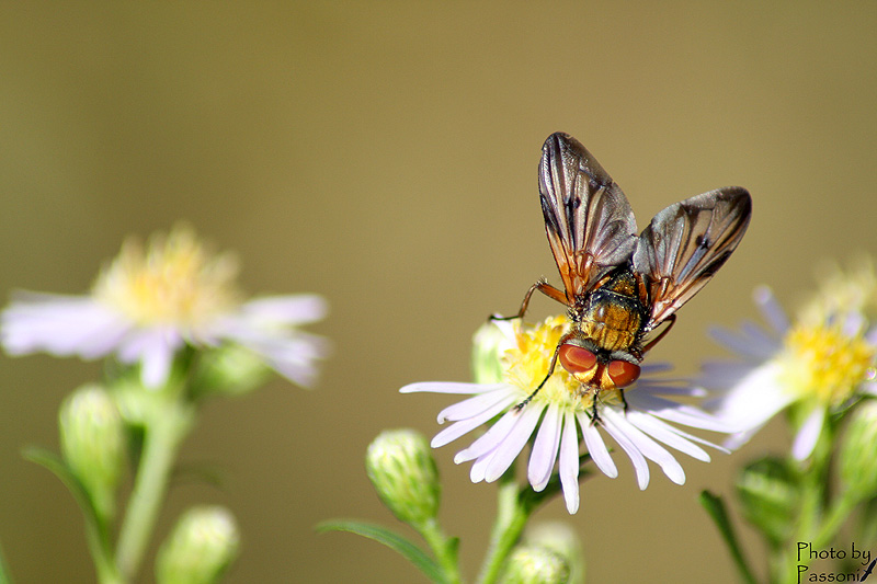 Ectophasia cf. oblonga (Tachinidae)